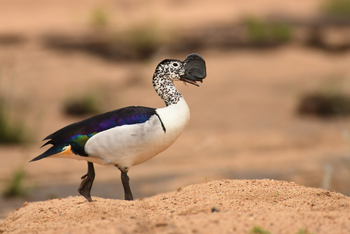 andBeyond Sandibe Okavango Safari Lodge: Knob-billed Duck