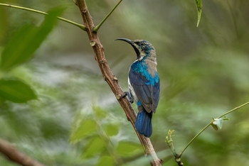 Bagh Villas: Purple Sunbird