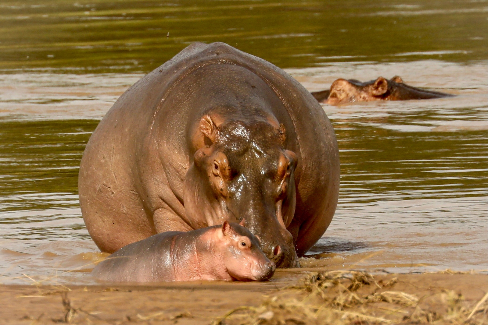 Chikunto Safari Lodge Chikunto Safari Lodge: Hippo Cow mit Baby