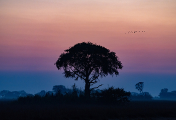 Chisa Busanga Camp Chisa Busanga Camp: Feigenbaum