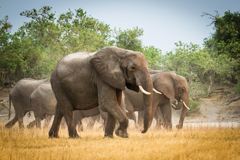 Chobe Game Lodge: Durchs staubige Gras