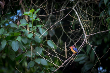 Crater Safari Lodge: Zwergeisvogel