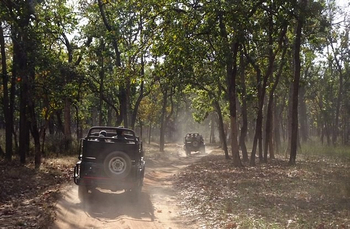 Emerald Tiger Retreat: Pirschfahrt