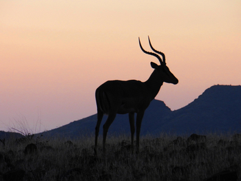 Etendeka Mountain Camp Etendeka Mountain Camp: Impala