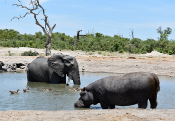 Ghoha Hills Savuti Lodge Ghoha Hills Savuti Lodge: Nilpferd und Elefant