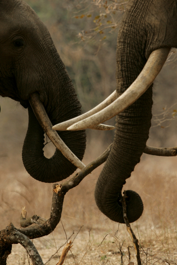 Goliath Tented Camp Goliath Tented Camp: Tusk and Trunk