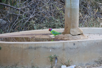 Jawai Jawai: Plum-headed Parakeet