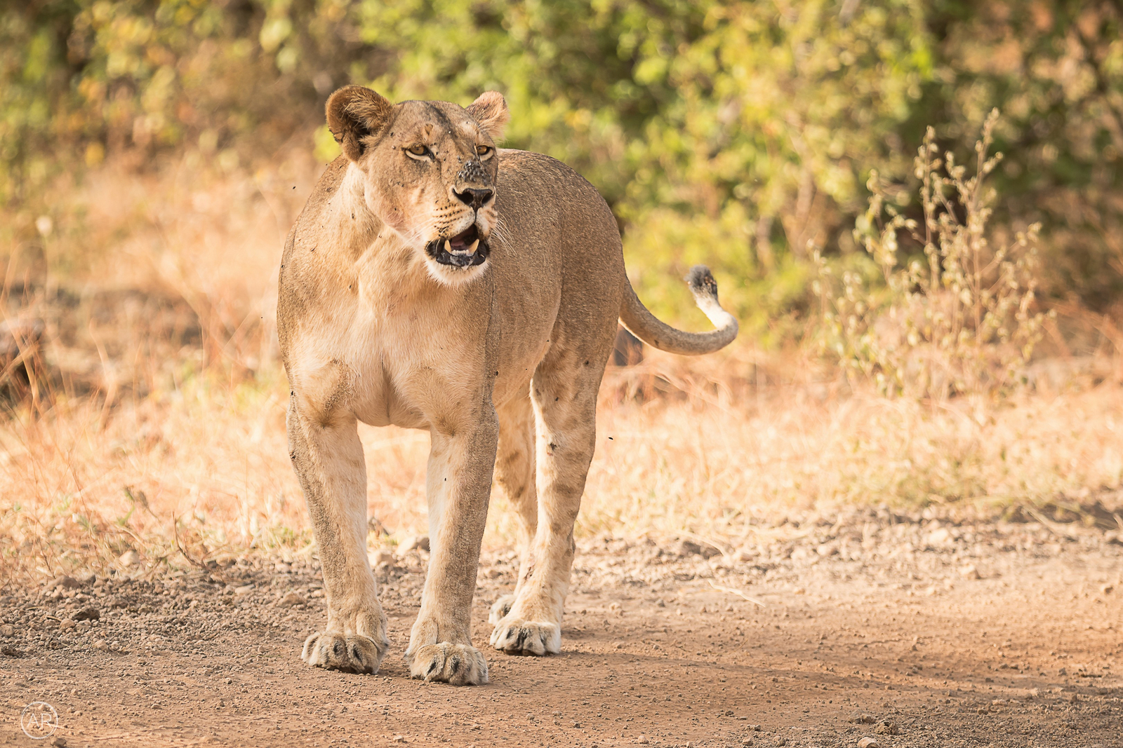 Finch Hatton's Lodge Finch Hatton's Lodge