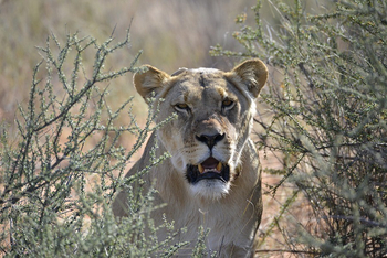 Kalahari Game Lodge Kalahari Game Lodge: Löwin