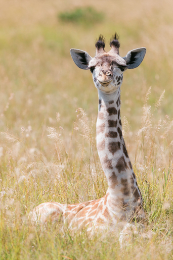 Kandili Camp: Baby-Giraffe