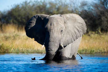 King's Pool Camp King's Pool Camp: Elefant im tiefen Wasser