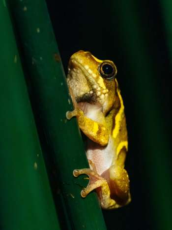 Koroi Forest Camp: Sanduhr-Laubfrosch von vorne