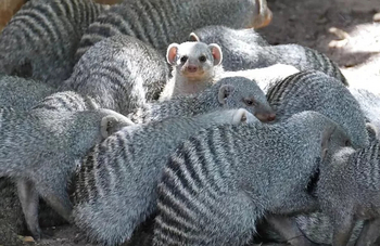 Kubu Lodge: Zebramangusten