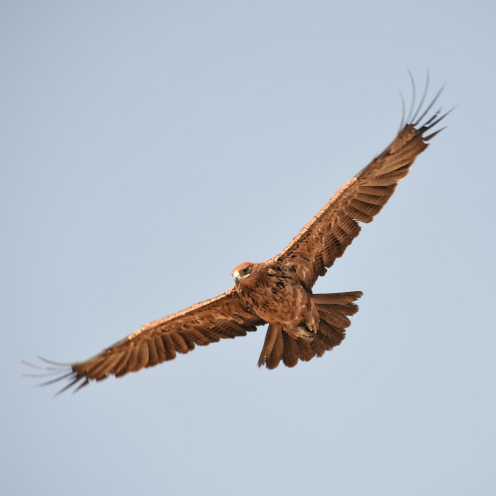 Linyanti Bush Camp Linyanti Bush Camp: Tawny Eagle