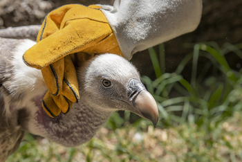 Loldia House: Greifvogelstation