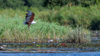 Losika Elephant Camp: Majestätischer Schreiseeadler über blühenden Seerosen