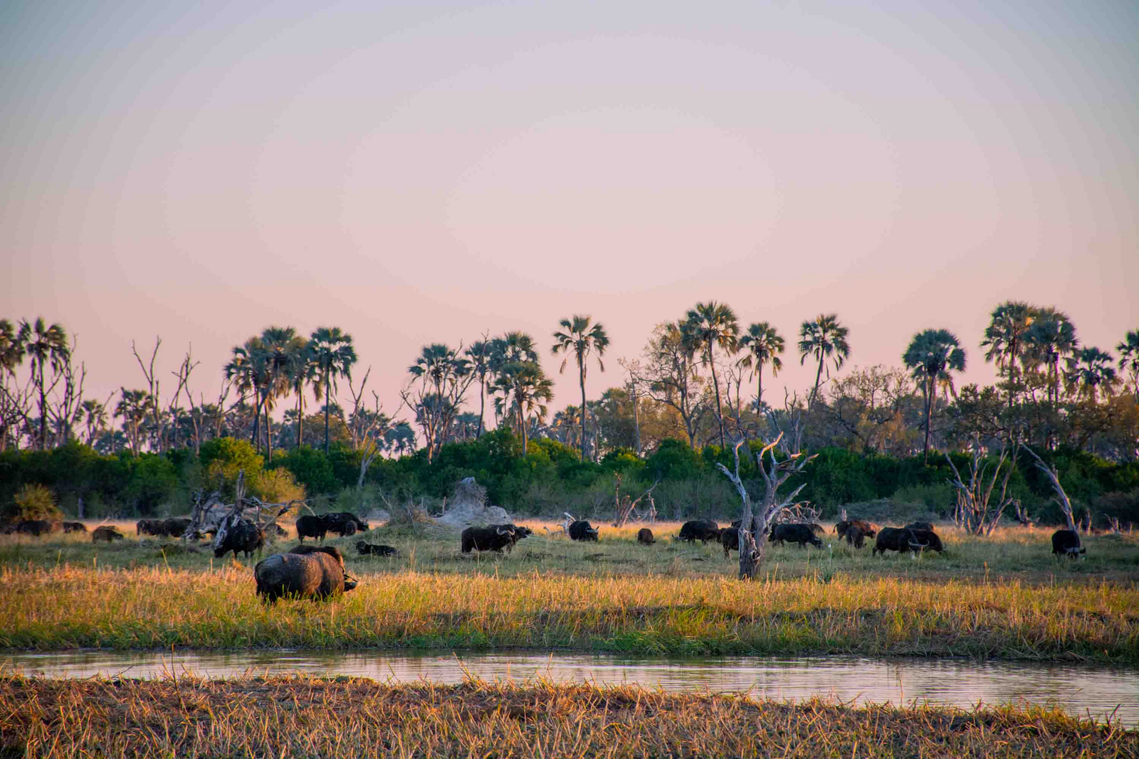 Mma Dinare Camp Mma Dinare Camp: Büffelherde