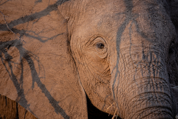 Mpala Jena Camp: Elefantenkopf