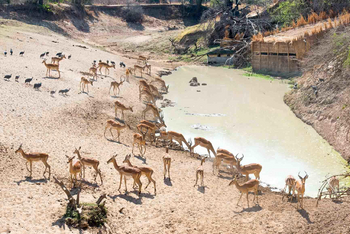 Mwamba Bush Camp: Last Waterhole Hide - Impalas