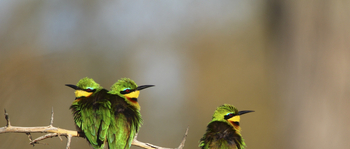 Nambwa Tented Lodge: Little Bee-Eaters