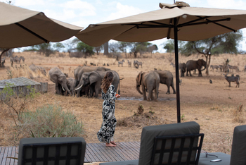 Nimali Tarangire Camp: Sonnenschirme am Pool