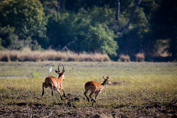 Ntemwa Busanga Bushcamp Ntemwa Busanga Bushcamp: Pukus