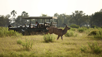 Nxabega Okavango Tented Camp: Kudu