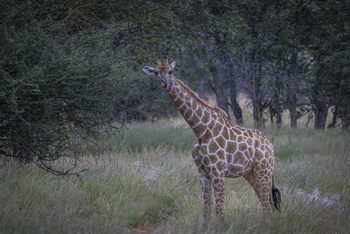 Ohorongo: Junge Giraffe