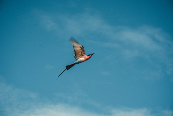 Pom Pom Camp: Carmine Bee-Eater