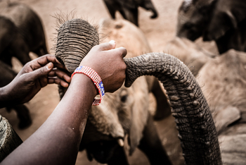 Reteti Elephant Sanctuary: Rüssel von Elefanten Jungtieren