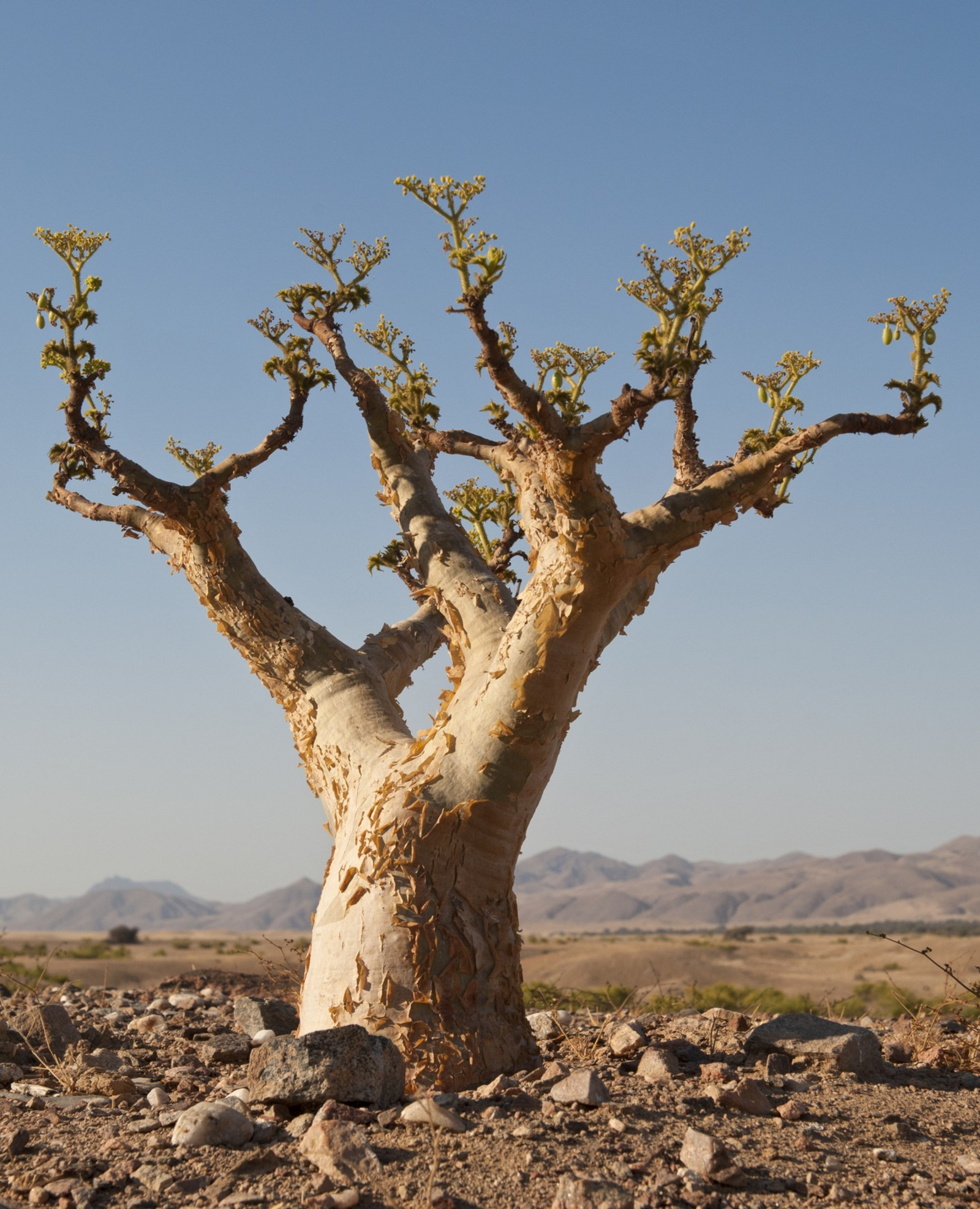 Sanctuary Okahirongo Elephant Lodge Sanctuary Okahirongo Elephant Lodge: Spezialisierte Wüstenpflanze