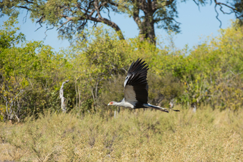Selinda Camp: Sekretär im Flug