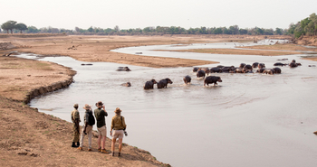 Shenton Safaris: Walking Safari