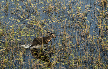Sitatunga Private Island Camp: Sitatunga Wasser
