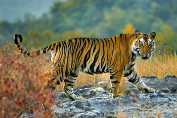 Syna Tiger Resort: Streunender Tiger