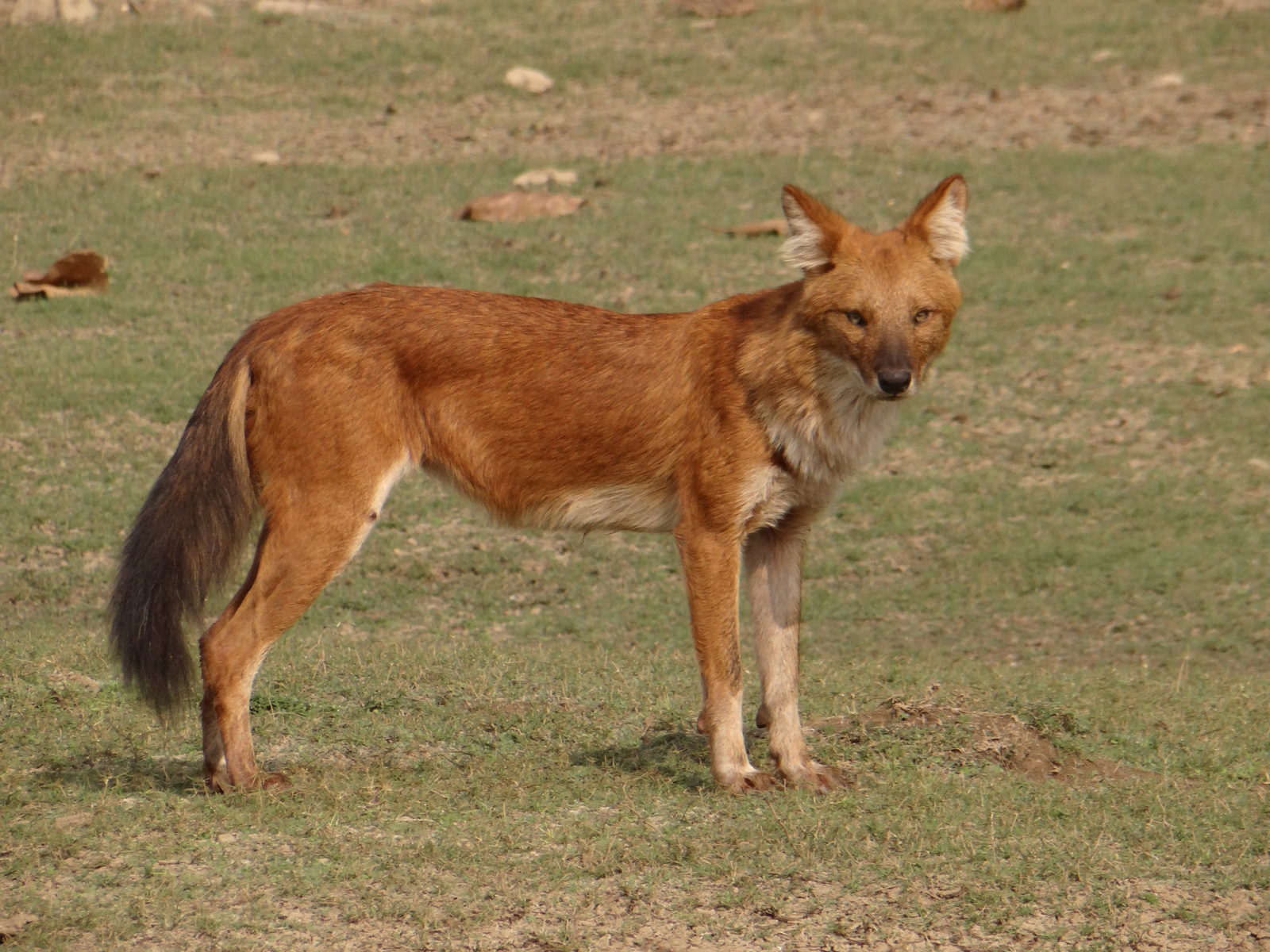 Tathastu Resort Pench Tathastu Resort Pench: Dhole