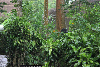 Volcanoes Bwindi Lodge: Wo ist er