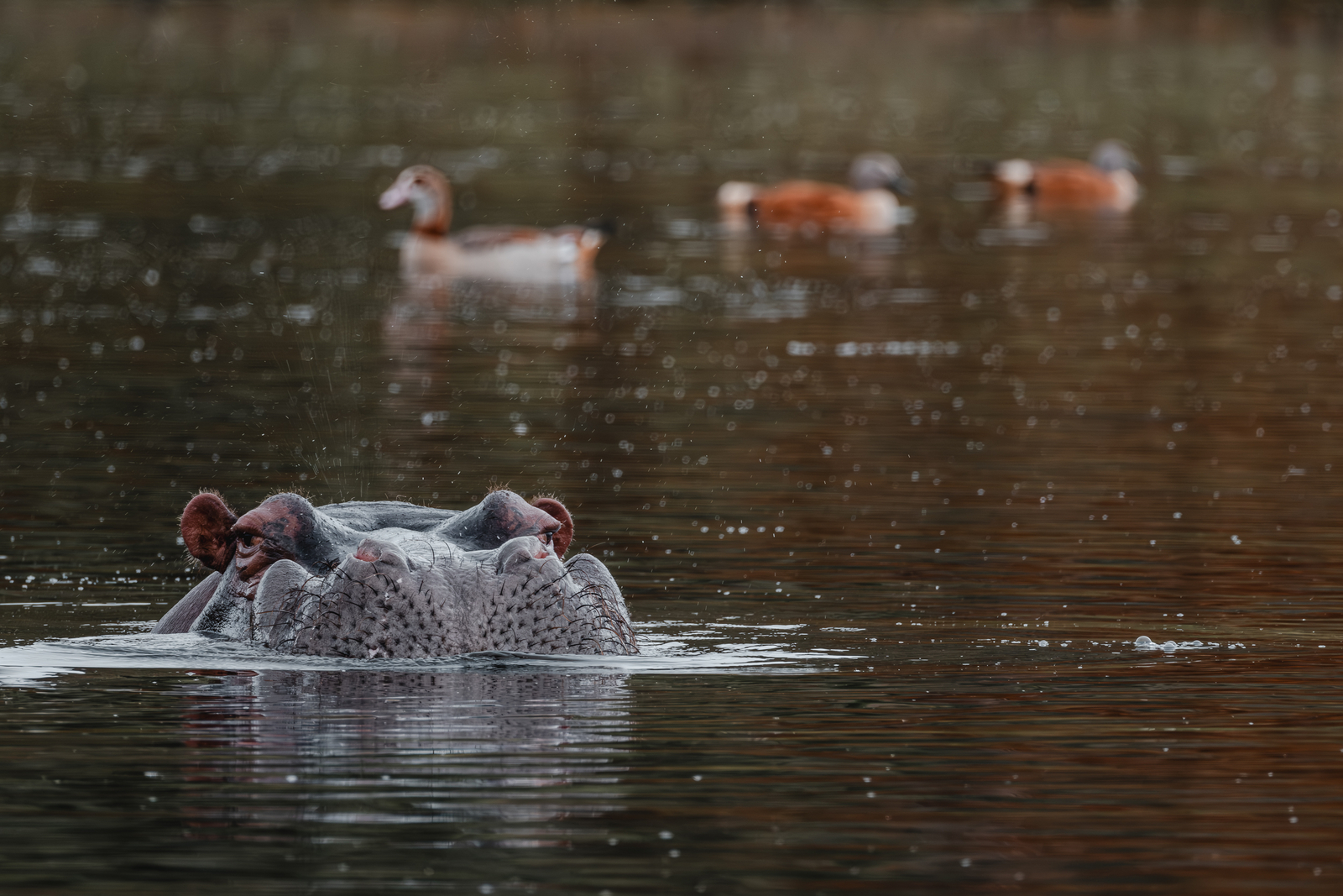 Kwandwe Private Game Reserve Kwandwe Private Game Reserve