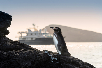 andBeyond Galapagos Explorer: Pinguin auf vulkanischem Fels bei Sonnenaufgang
