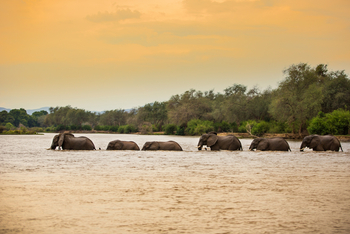 Amanzi Camp: Elefanten in tiefem Wasser