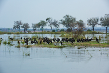 Amanzi Camp: Klaffschnabelstörche
