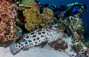 Astove Coral House: Kartoffelzackenbarsch