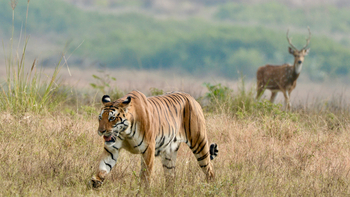 Bagh Villas: Tiger und Axishirsch