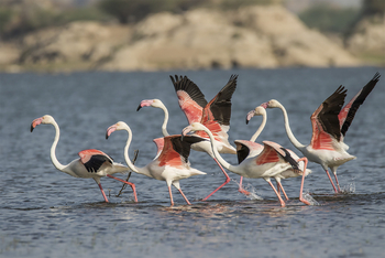 Bera Safari Lodge: Flamingos