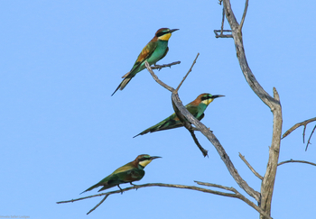 Bomani Tented Lodge Bomani Tented Lodge: Weißstirnspinte