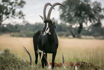 Bushman Plains Camp: Rappenantilope