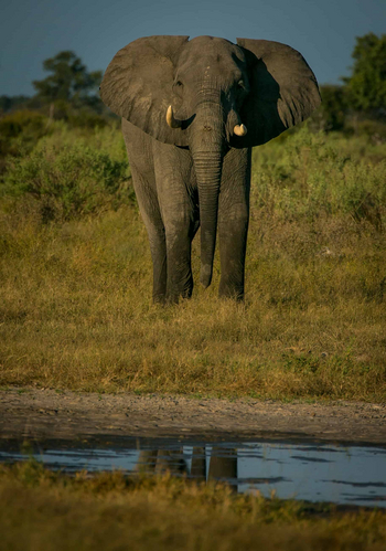 Bushman Plains Camp: Elefantenbulle