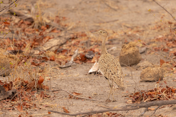 Camp Kuzuma: Female Northern Black Korhaan
