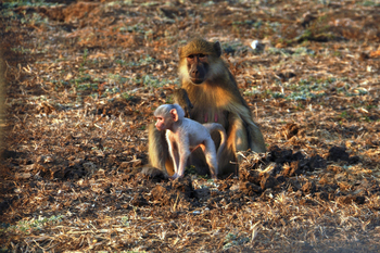 Chikunto Safari Lodge Chikunto Safari Lodge: Pavianmutter mit Baby