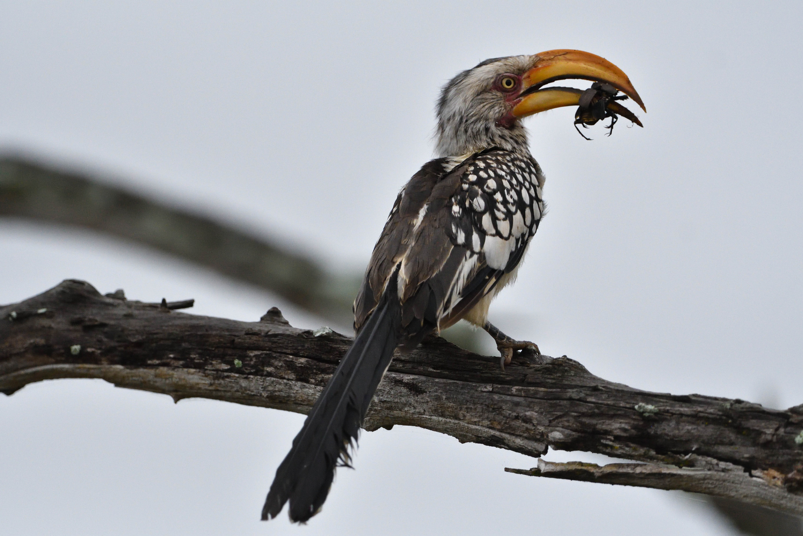 Chilo Ivory Trail Adventure Chilo Ivory Trail Adventure: Hornbill mit Käfer